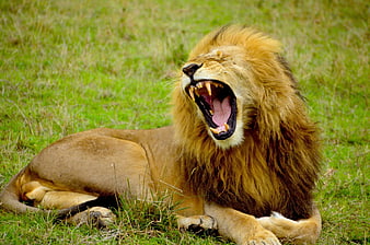 Male Lion Roaring In Green Grassland