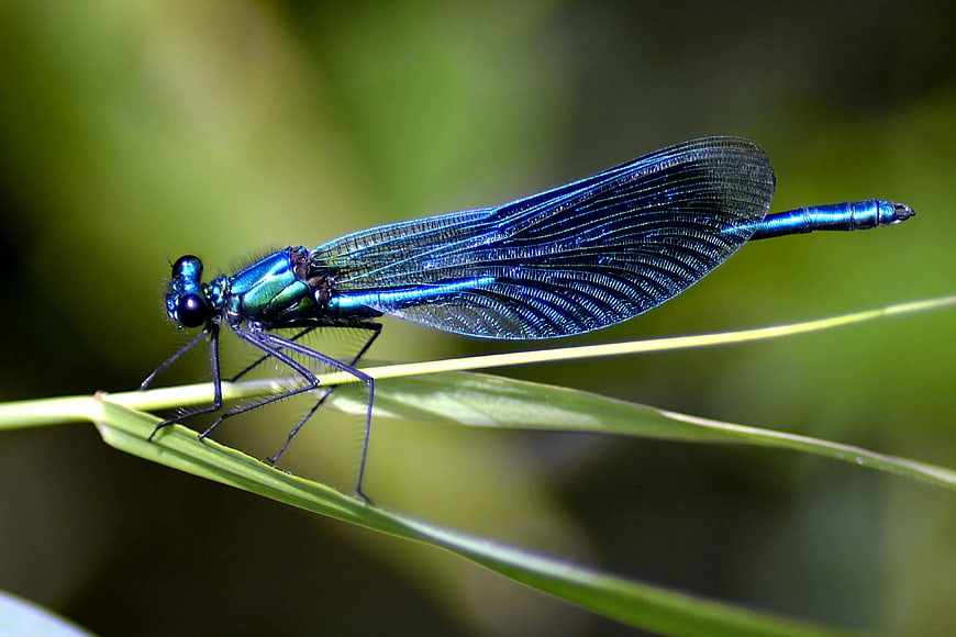 Close-up of a vibrant blue damselfly on a green blade of grass