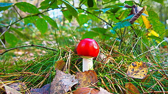 Vibrant red mushroom growing in autumn forest undergrowth