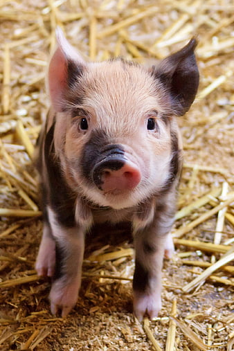 Cute spotted piglet standing on straw in a barn