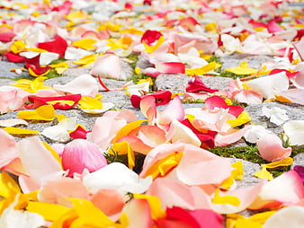 Scattered colorful rose petals on stone path