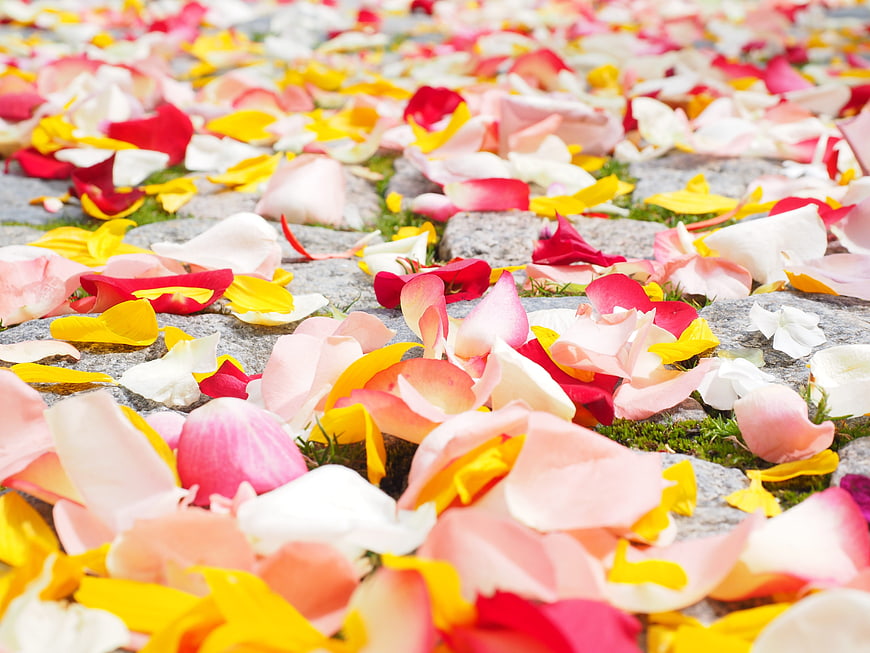Scattered colorful rose petals on stone path