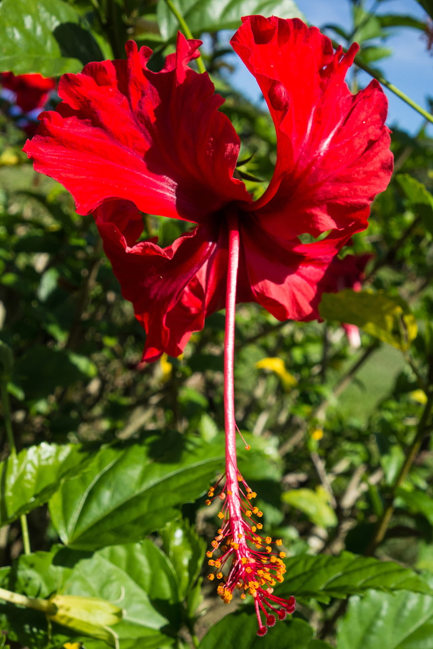 Vibrant Red Hibiscus Flower in Tropical Garden