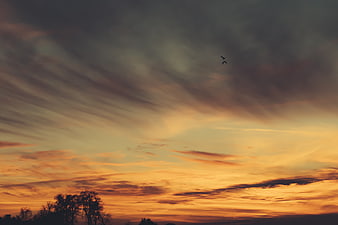 Dramatic sunset sky with birds and silhouetted trees
