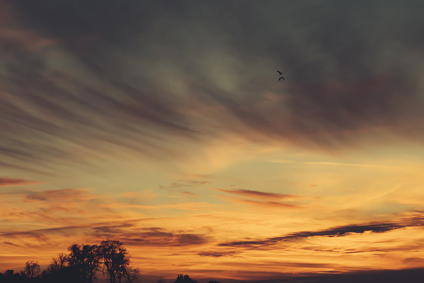 Dramatic sunset sky with birds and silhouetted trees