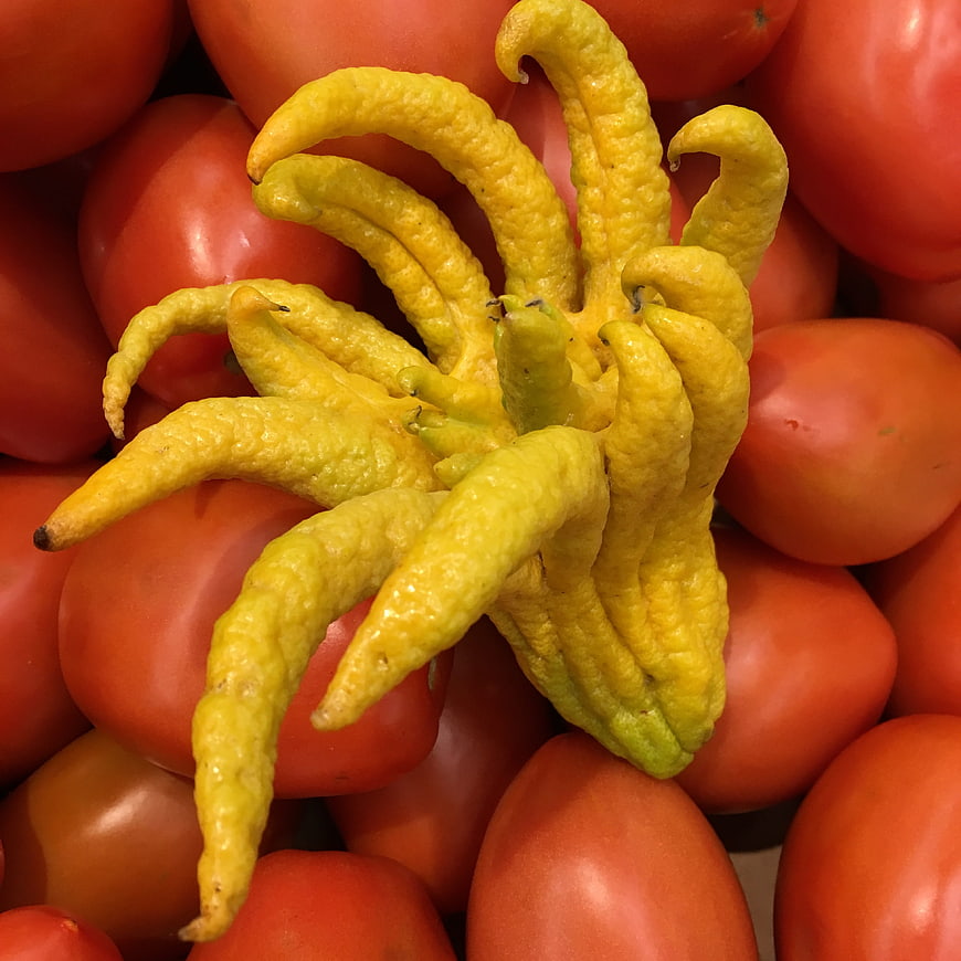 Buddha's Hand Citron on Red Tomatoes