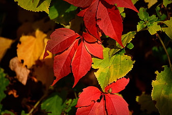 Vibrant Red Autumn Leaves Close Up Nature Photography