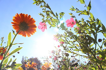 Backlit Orange And Pink Flowers Against Bright Blue Sky