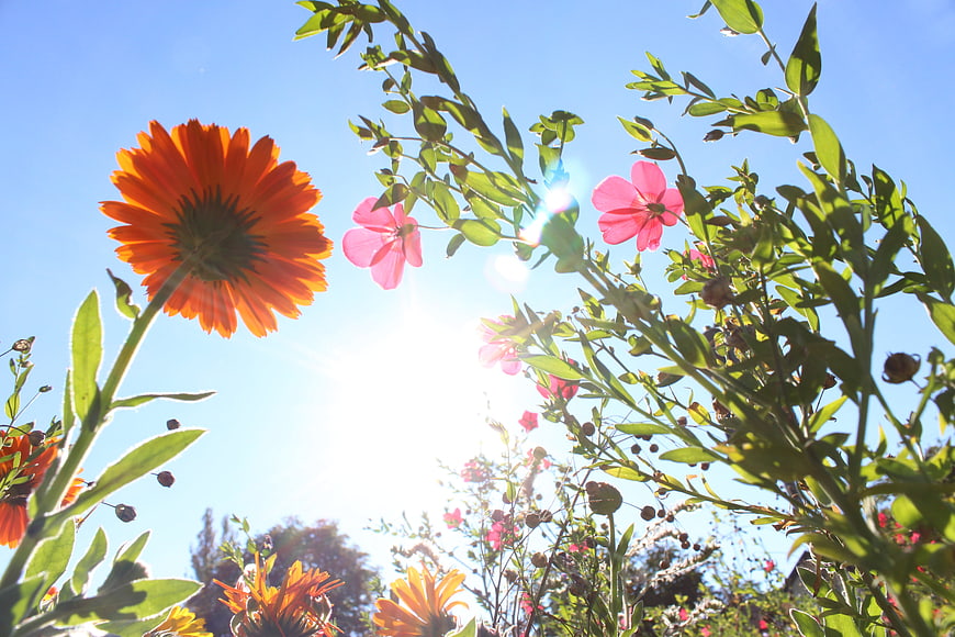 Backlit Orange And Pink Flowers Against Bright Blue Sky
