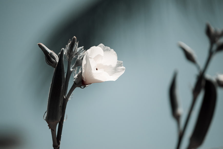 White Okra Flower and Pods Against Blue Background