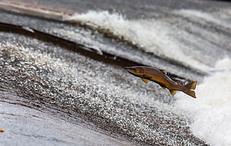 Salmon jumping upstream in rushing river water