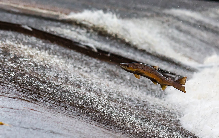 Salmon jumping upstream in rushing river water