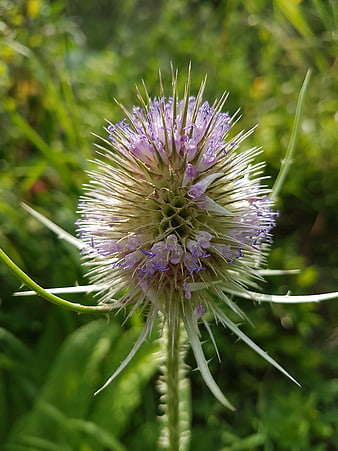 Close-up of a purple and white wildflower with spiky bracts