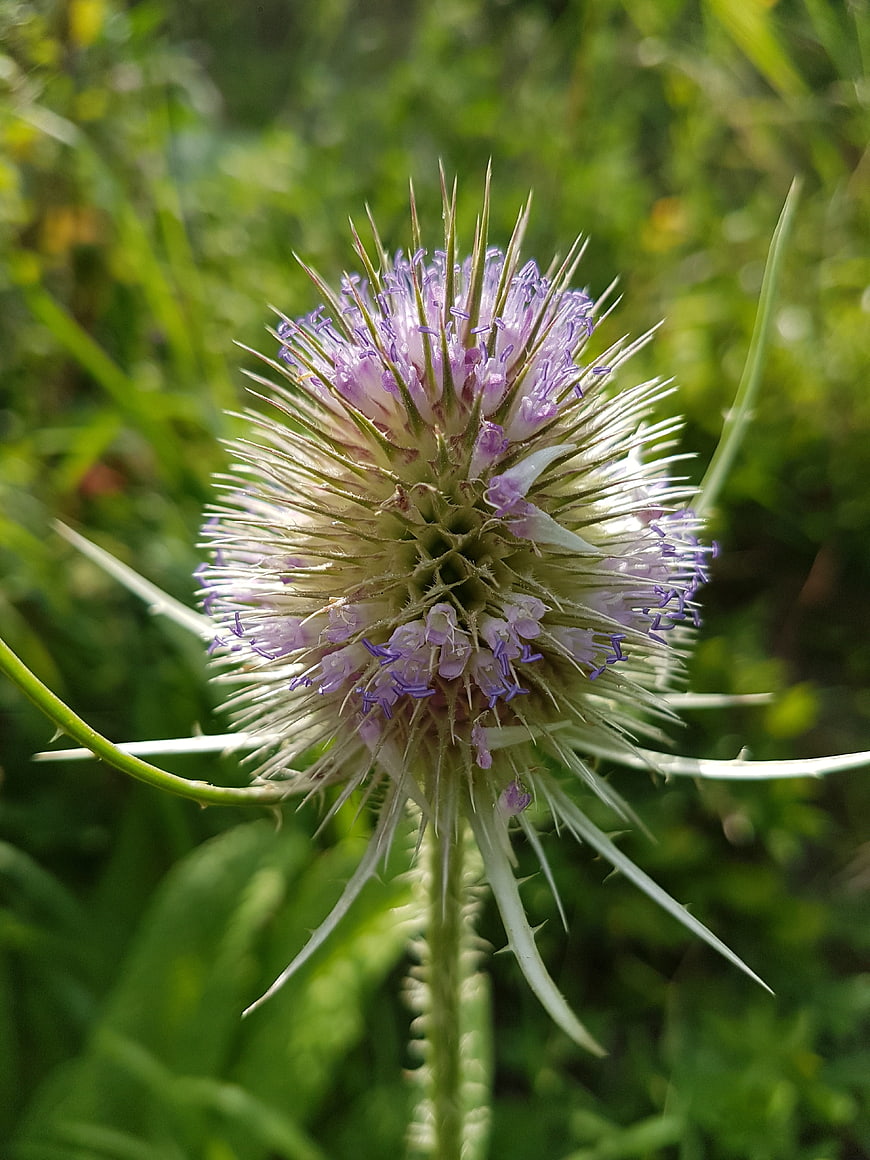 Close-up of a purple and white wildflower with spiky bracts