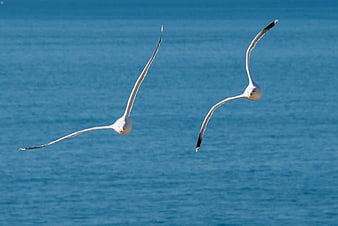 Two seagulls soaring over blue ocean water