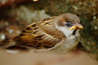 Close-up of a House Sparrow with Yellow Beak