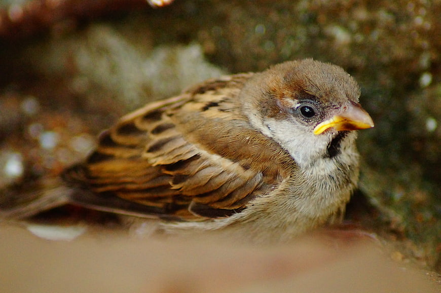 Close-up of a House Sparrow with Yellow Beak