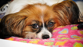 Close-up portrait of a resting Papillon dog on a colorful blanket