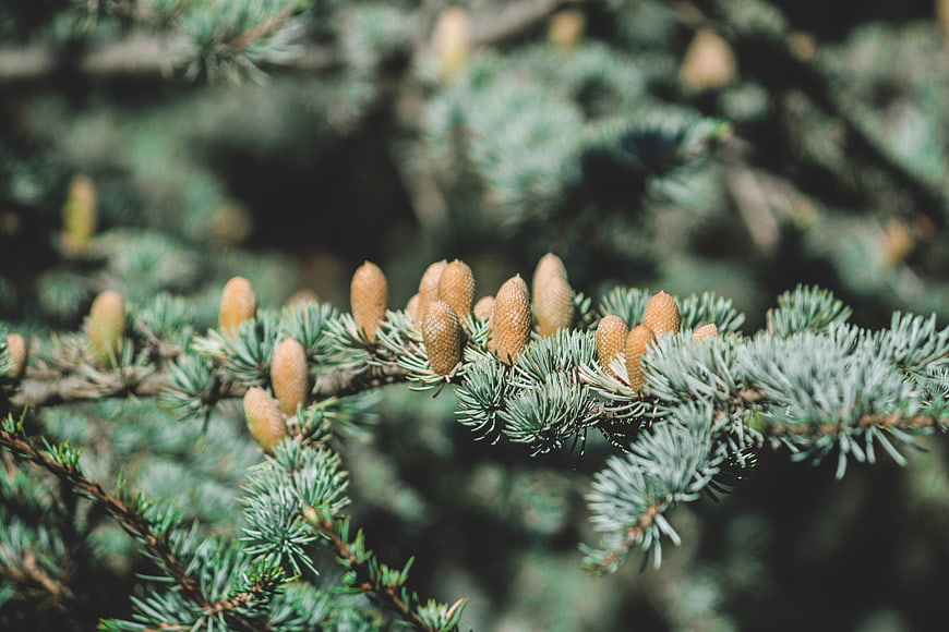 Close-up of Blue Spruce Branch with Young Cones