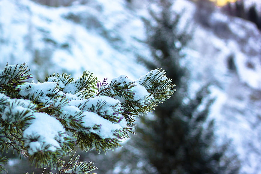 Snow-covered pine branch in winter forest