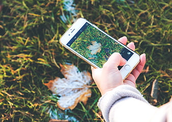 Hand holding smartphone photographing frosty autumn leaf on grass