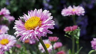 Pink Daisy with Yellow Center and Fly in Garden