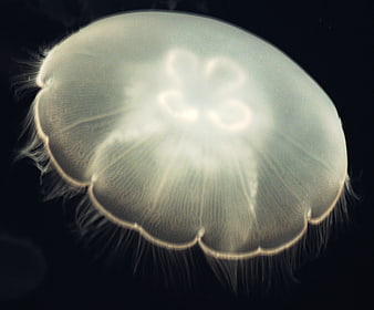 Glowing Moon Jellyfish in Dark Ocean Water