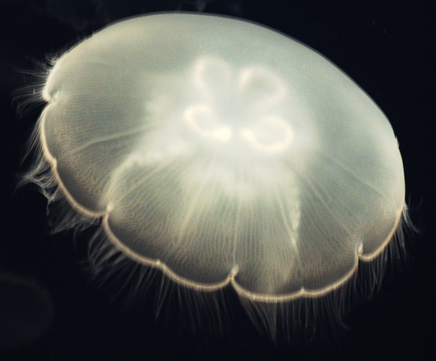 Glowing Moon Jellyfish in Dark Ocean Water