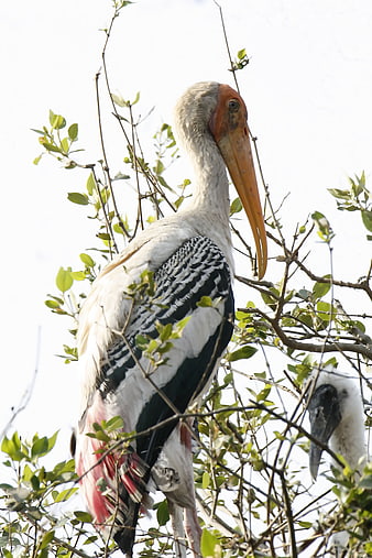 Painted Stork perched in tree branches with chick