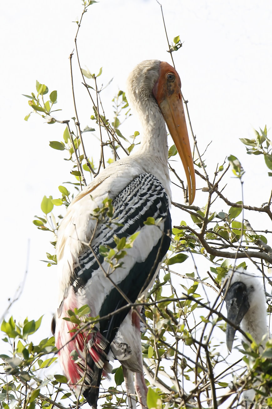 Painted Stork perched in tree branches with chick