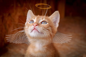 Adorable orange kitten with angel wings and halo