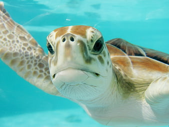 Close-up underwater portrait of a sea turtle swimming in clear blue water