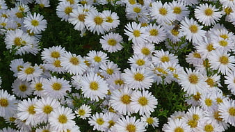 White Mountain Aster Flowers with Yellow Centers