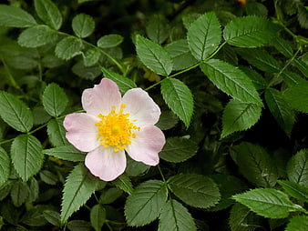 Delicate Pink Wild Rose with Yellow Center in Green Foliage
