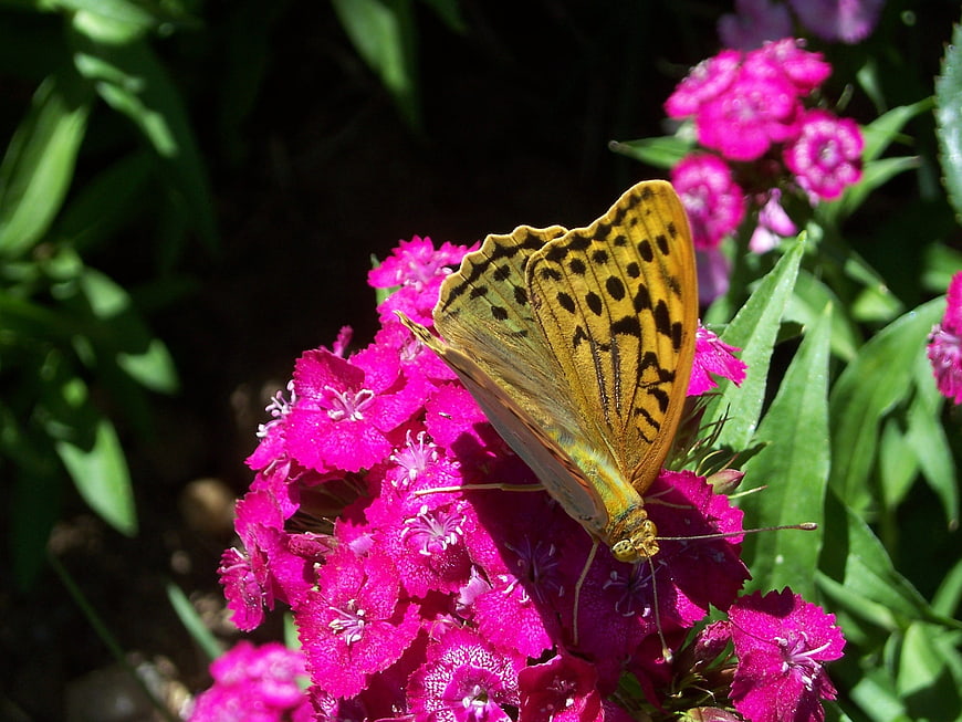 Yellow Fritillary Butterfly on Pink Dianthus Flowers