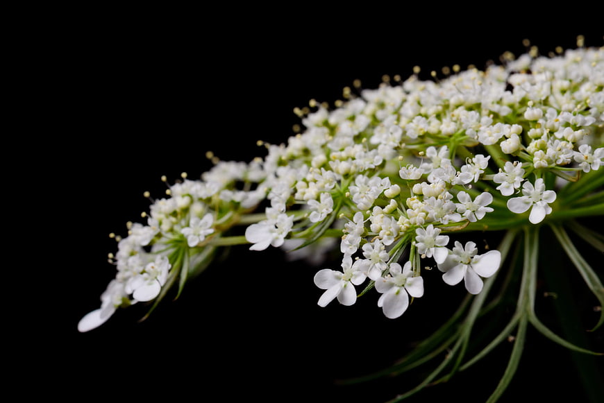 Close-up of White Wildflower Cluster on Black Background