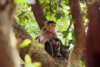 Mother monkey nursing baby in tree branches