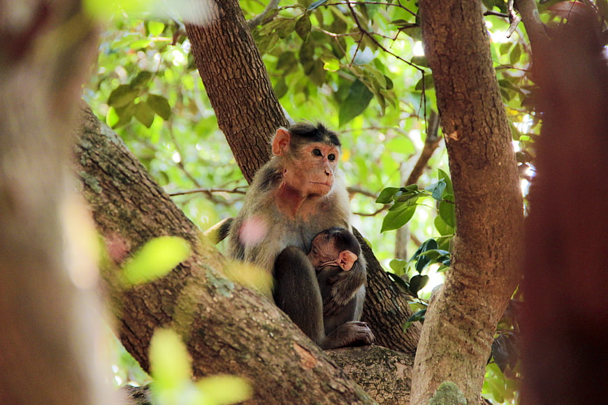 Mother monkey nursing baby in tree branches