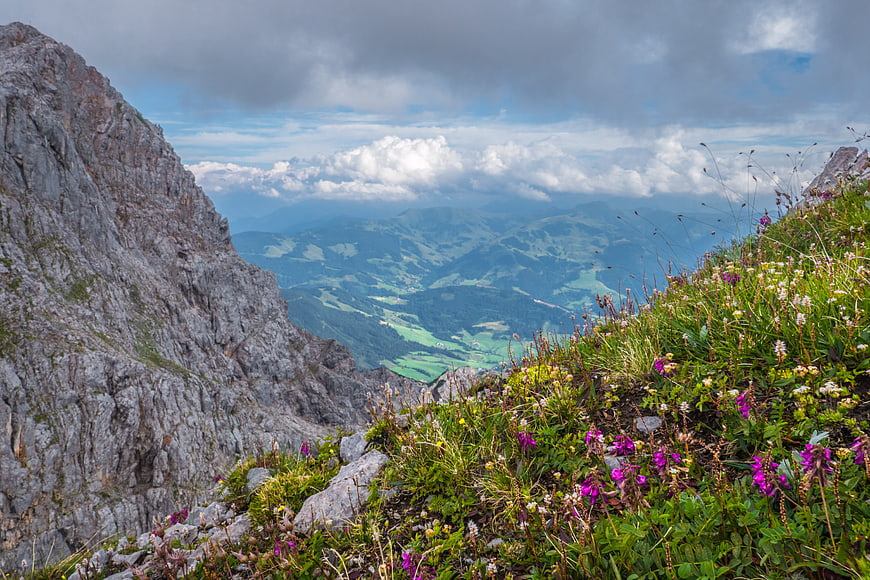 Alpine Meadow with Purple Wildflowers and Mountain Valley View