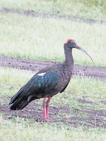 Red-naped Ibis Standing in Grassy Field