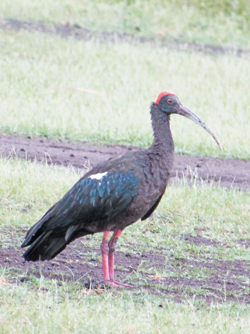 Red-naped Ibis Standing in Grassy Field