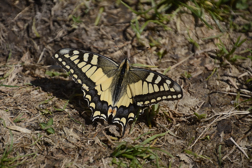 Eastern Tiger Swallowtail Butterfly on Ground