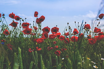 Vibrant Red Poppies in a Green Field Under Blue Sky