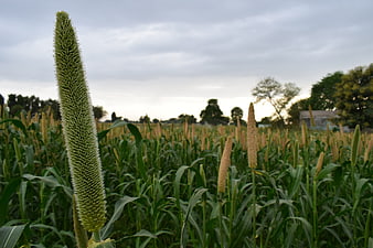 Close-up of green foxtail millet in a field
