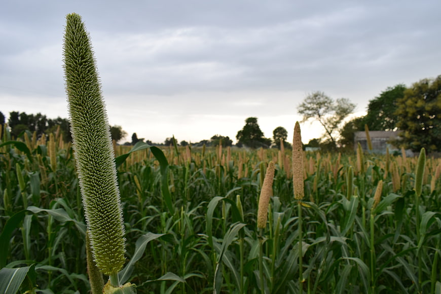 Close-up of green foxtail millet in a field