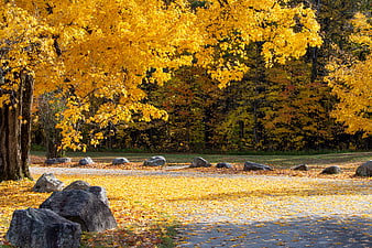 Vibrant Autumn Forest Path with Golden Maple Leaves