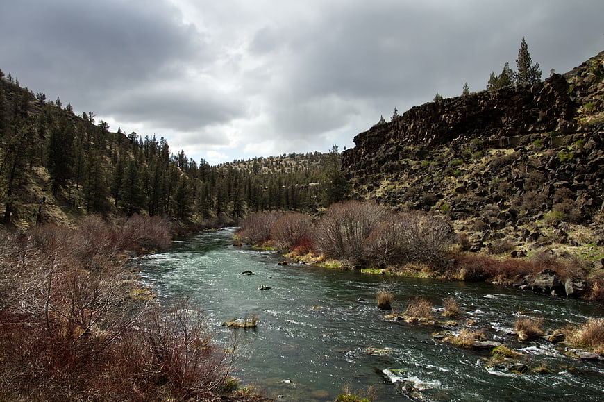Flowing Mountain River Through Rocky Valley with Pine Forest