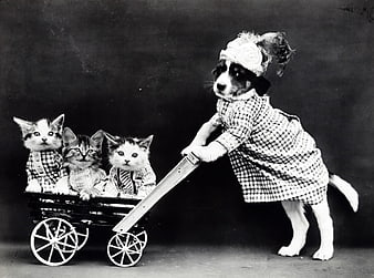 Vintage black and white photo of dog pushing kittens in wagon