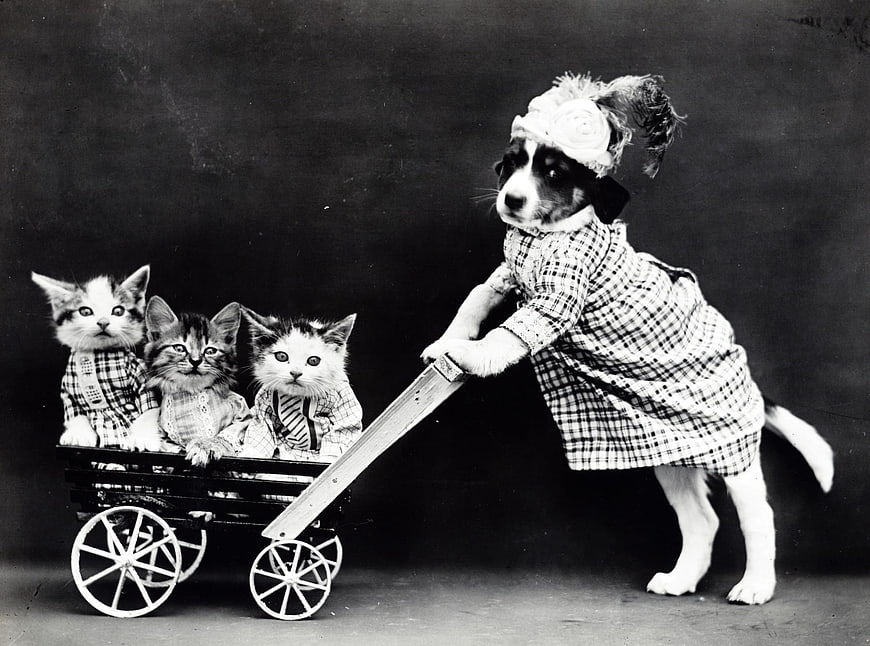 Vintage black and white photo of dog pushing kittens in wagon