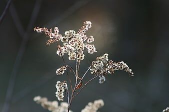 Dried white wildflowers backlit by soft sunlight against dark background